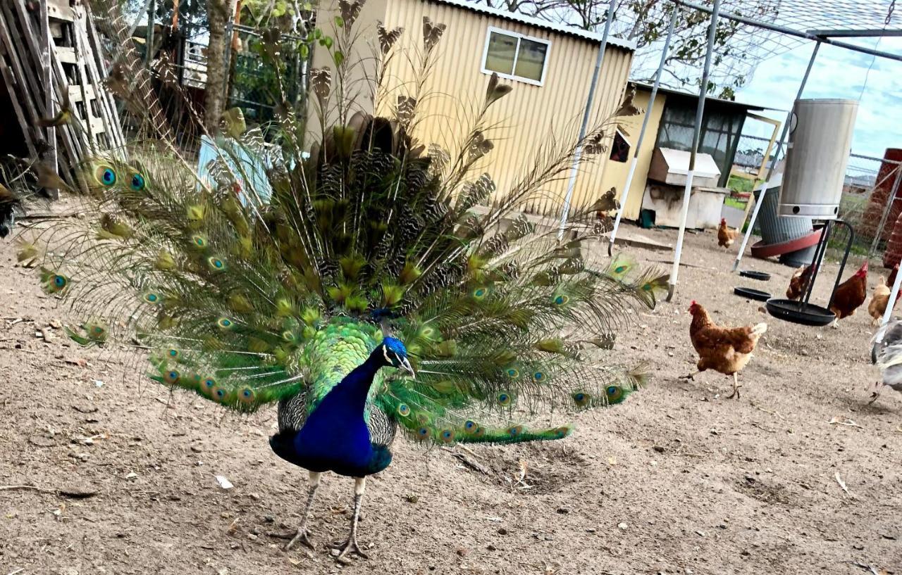 Kellers Bed And Breakfast - Perth